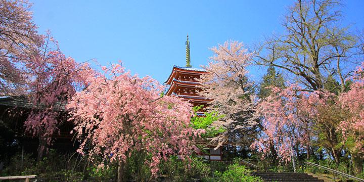 松戸の魅力を発見！穴場スポットとグルメ散策