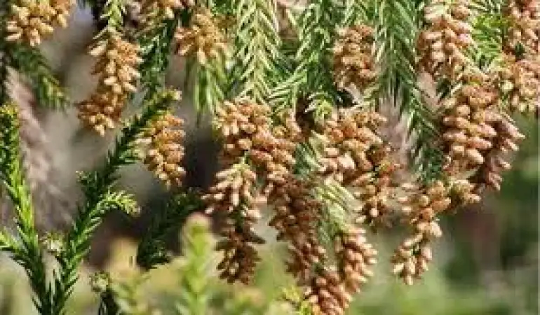 なぜ春には花粉症が多い？